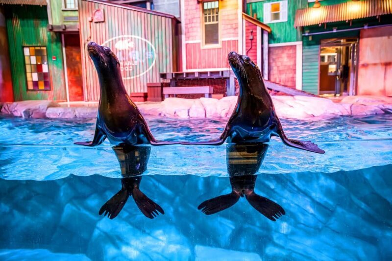 Atlanta: Georgia Aquarium Skip-the-Box-Office Entry Ticket - What makes the Georgia Aquarium a standout?  