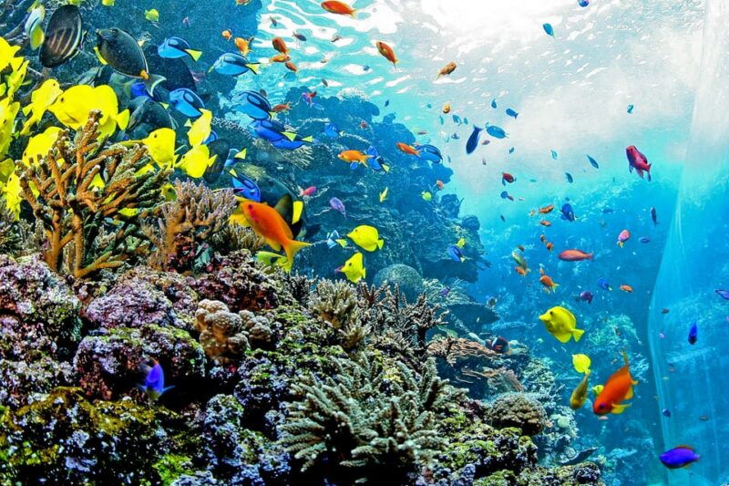 atlanta-georgia-aquarium-skip-the-box-office-entry-ticket