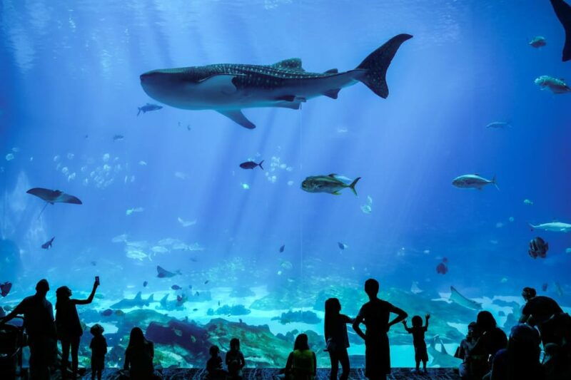 atlanta-georgia-aquarium-skip-the-box-office-entry-ticket