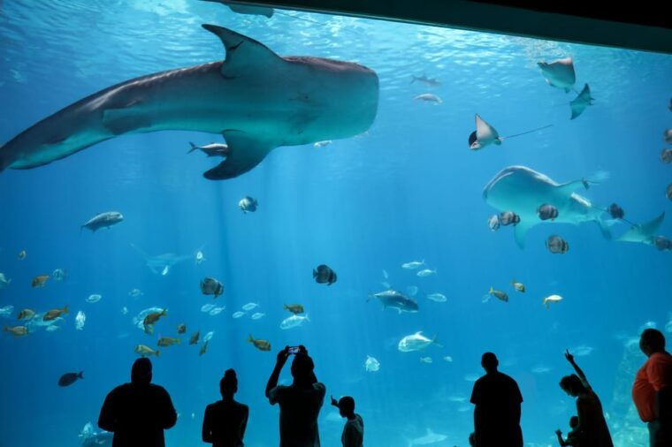 atlanta-georgia-aquarium-skip-the-box-office-entry-ticket