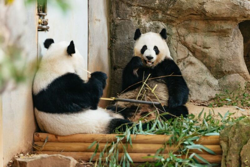 atlanta-zoo-atlanta-general-admission-ticket