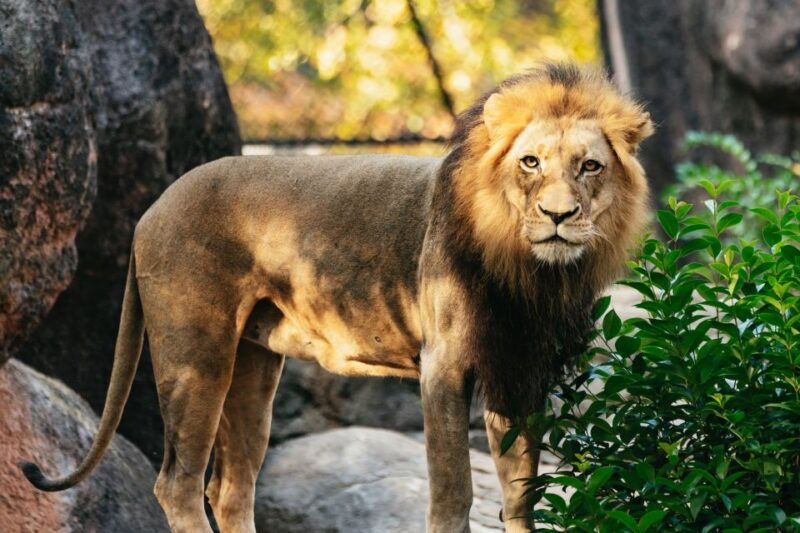 atlanta-zoo-atlanta-general-admission-ticket