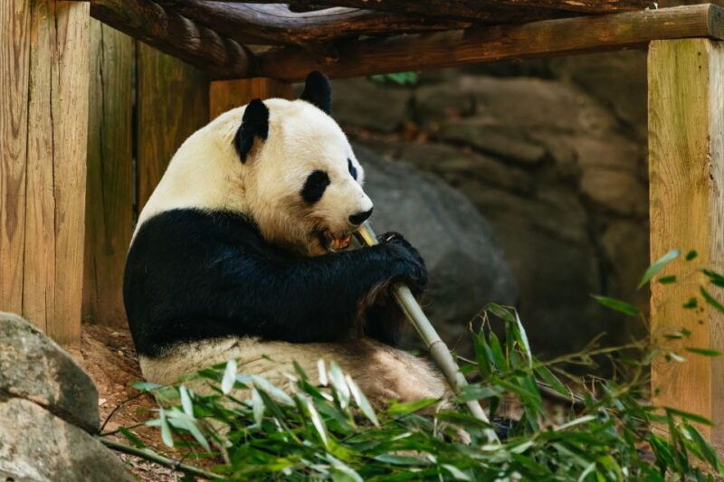 atlanta-zoo-atlanta-general-admission-ticket