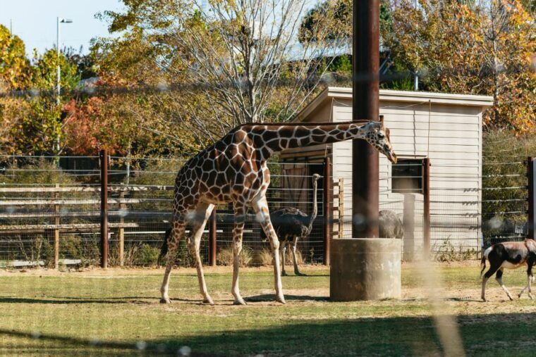 atlanta-zoo-atlanta-general-admission-ticket