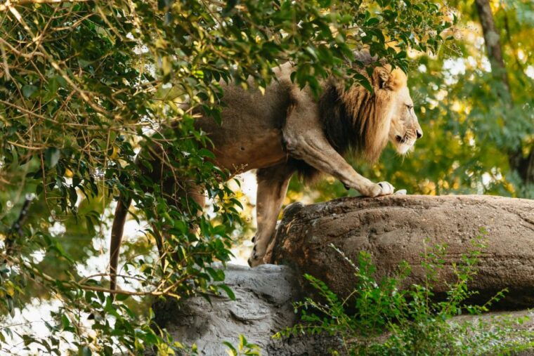 atlanta-zoo-atlanta-general-admission-ticket