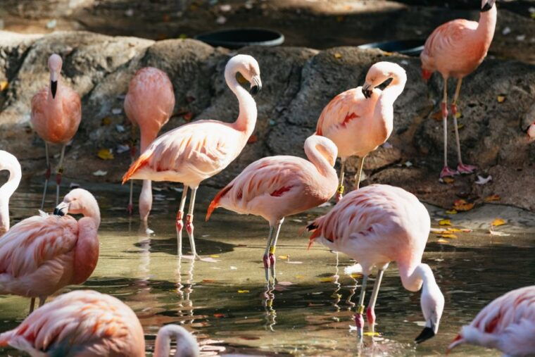 atlanta-zoo-atlanta-general-admission-ticket