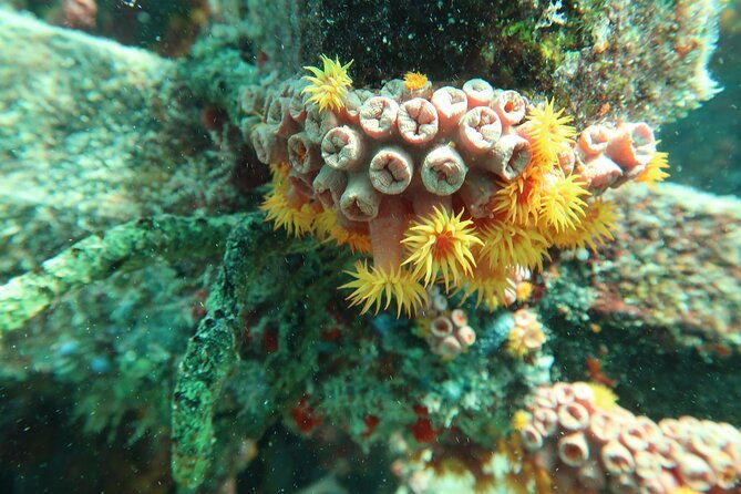 atlantic-ocean-snorkeling-experience