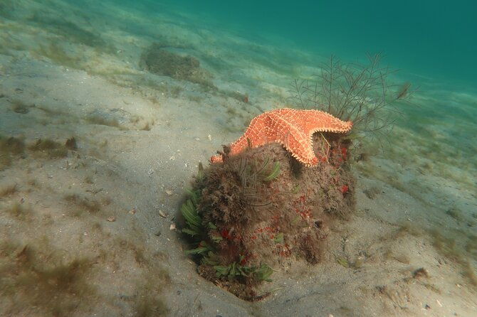 atlantic-ocean-snorkeling-experience
