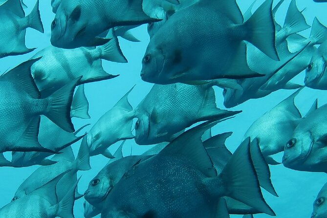 atlantic-ocean-snorkeling-experience