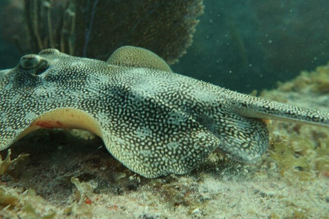 atlantic-ocean-snorkeling-experience