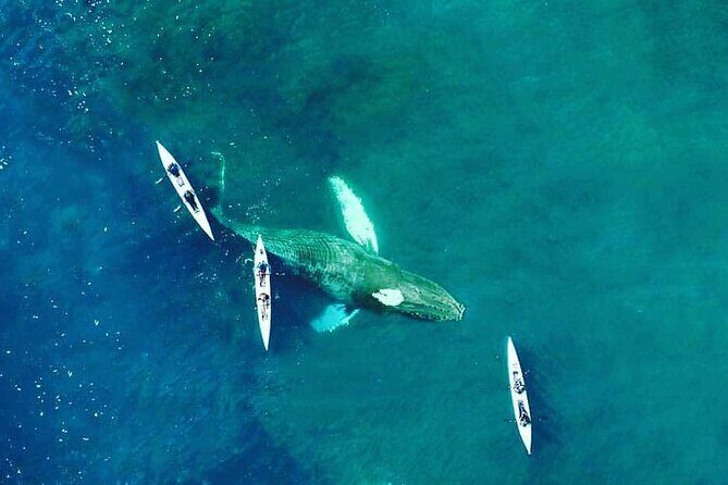 Atlantic Outlook Kayak Tour Cape Town - Final Thoughts: Is This Tour Right for You?