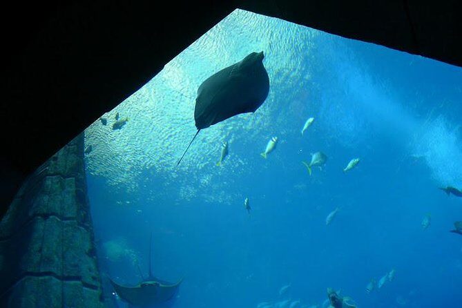 Atlantis Lost-Chamber Aquarium Dubai - What to Expect from the Atlantis Lost-Chamber Aquarium Dubai