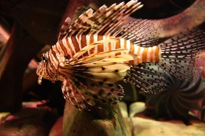 Atlantis Lost-Chamber Aquarium Dubai - Who Should Consider Visiting?