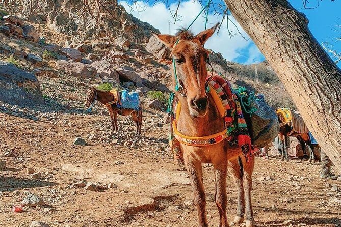 Atlas Mountain & Camel ride, day trip - Who Is This Tour Best For?
