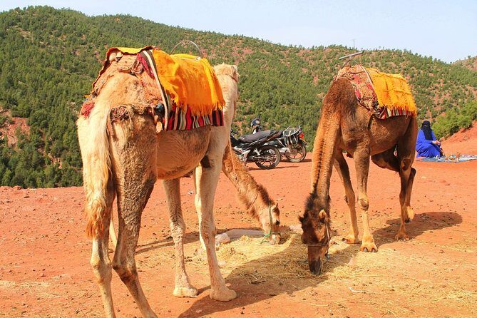 Atlas Mountains and 3 Valleys from Marrakech including Camel Ride - Final Thoughts