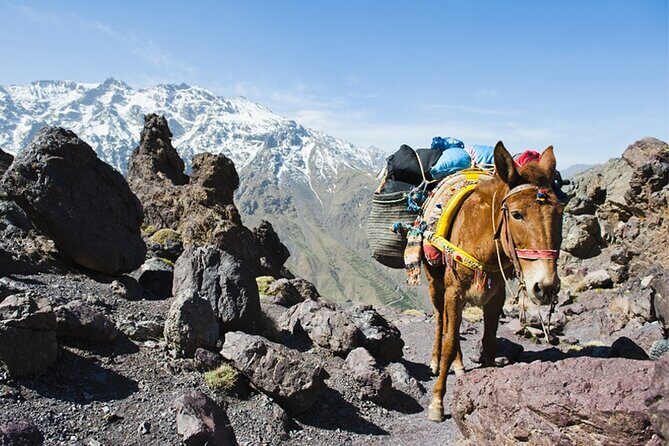 Atlas Mountains and 3 Valleys Guided Day Trip with Lunch - The Sum Up