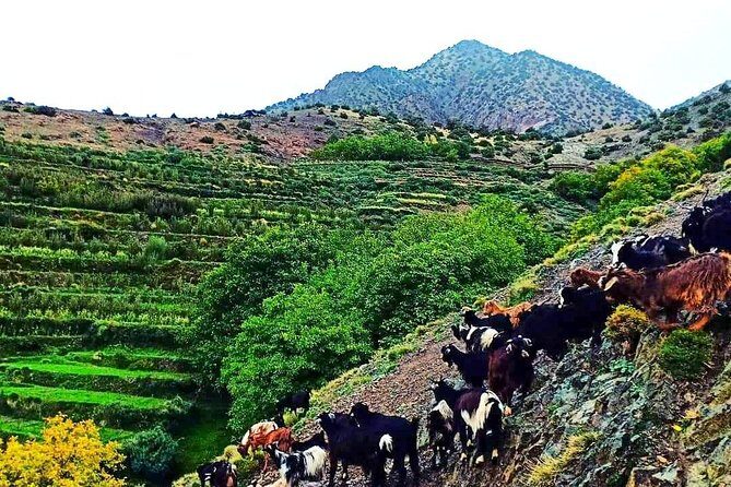 Atlas Mountains and Three Valleys & Waterfalls Guided Day Trip from Marrakech - Price and Value