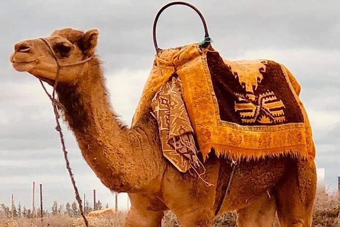 Atlas Mountains and Three Valleys & Waterfalls with Camel ride Guided Day Trip - An Overview of the Tour Experience
