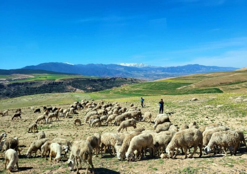 Atlas Mountains: Berber Villages, Waterfalls & Camel Ride - Key Points