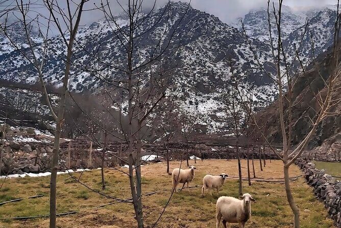 Atlas Mountains Day Trip: Waterfalls, 3 Valleys & Berber Villages - FAQ