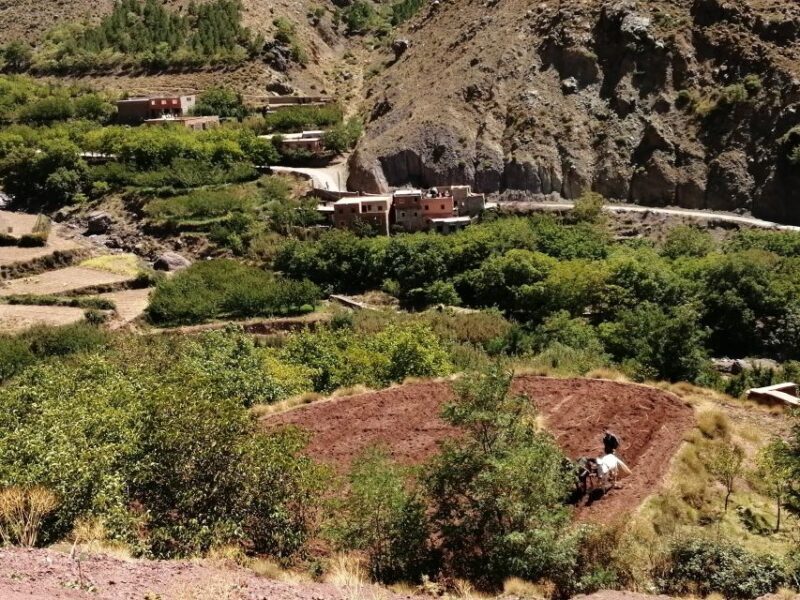 Atlas mountains day trip with camel ride - Pricing and Value