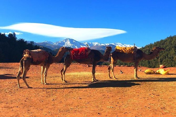Atlas Mountains Day trips & 3 valleys with Camel ride - The Sum Up