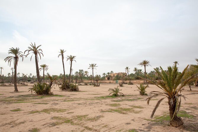 Atlas Mountains Hot Air Balloon Ride from Marrakech with Berber Breakfast and Desert Camel Experience - Who Will Love This Tour?