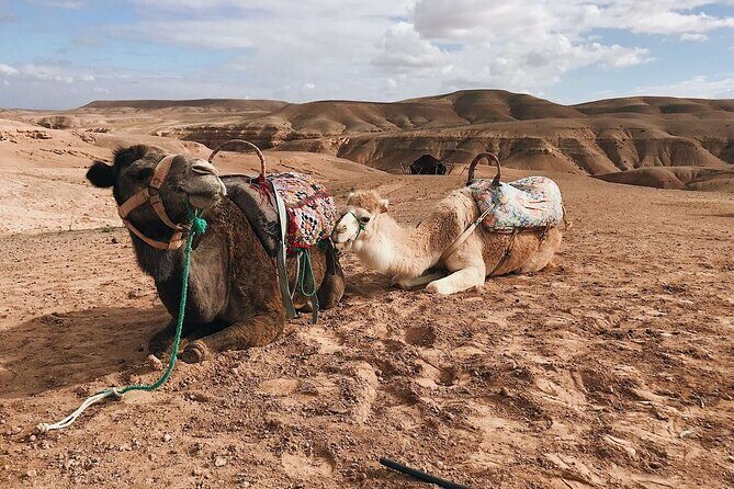 Atlas Mountains, Imlil valley, waterfalls, & Camel ride Day trip from Marrakech - Return to Marrakech