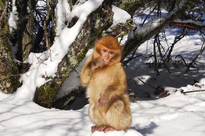 Atlas Mountains, Morocco: Ifrane, Azrou, Monkey Forest, Full Day Tour from Fez - Key Points
