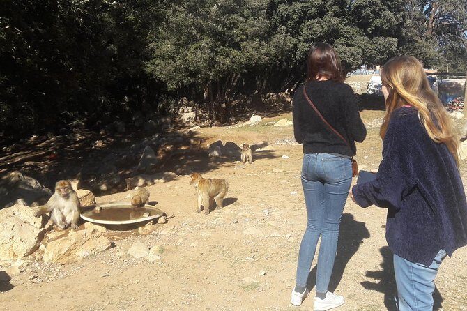 Atlas Mountains, Morocco: Ifrane, Azrou, Monkey Forest, Full Day Tour from Fez - FAQ