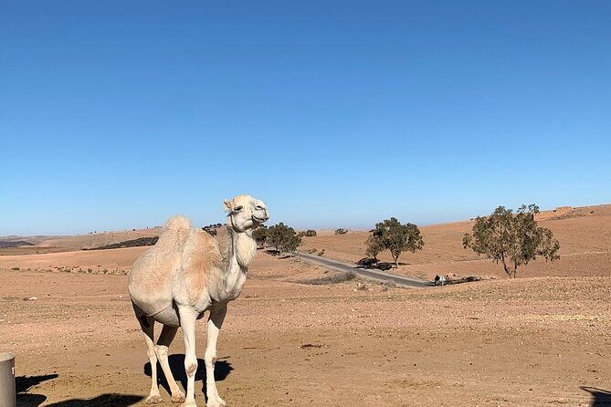 Atlas Mountains Tour & three valleys with camel ride - Transport, Group Size, and Price: What It Means for You