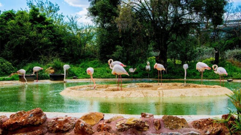 attica-zoo-park-and-designer-outlet-shopping-private-tour