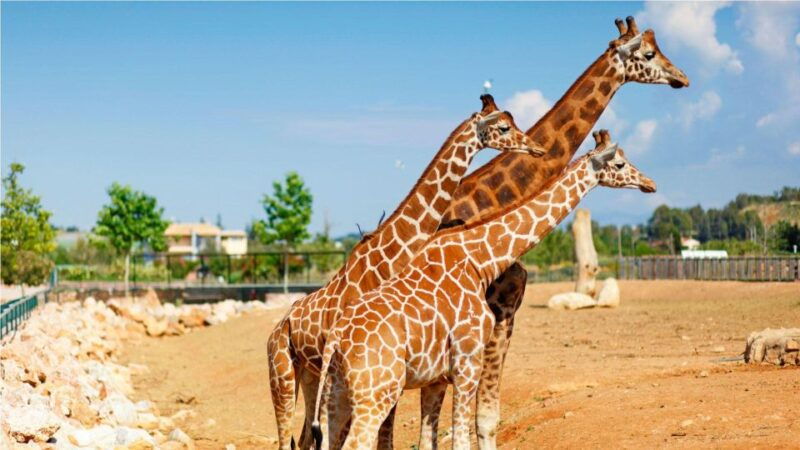 attica-zoo-park-and-designer-outlet-shopping-private-tour