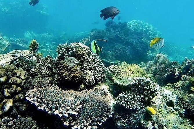 ATV Quad Ride and Blue Lagoon Snorkeling - Key Points