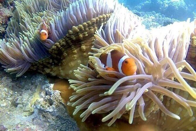 ATV Quad Ride and Blue Lagoon Snorkeling - What Travelers Say