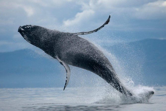 atv-whale-watching-full-day-adventure-in-reykjavik