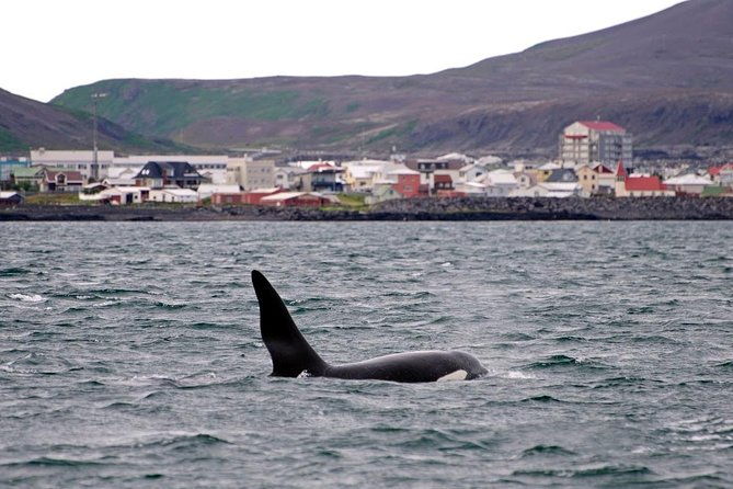 atv-whale-watching-full-day-adventure-in-reykjavik