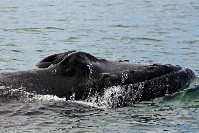 atv-whale-watching-full-day-adventure-in-reykjavik