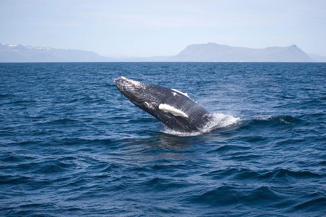 atv-whale-watching-full-day-adventure-in-reykjavik