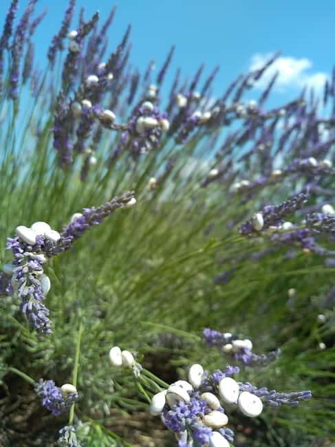 au départ Avignon: half-day lavender tour - What This Tour Offers