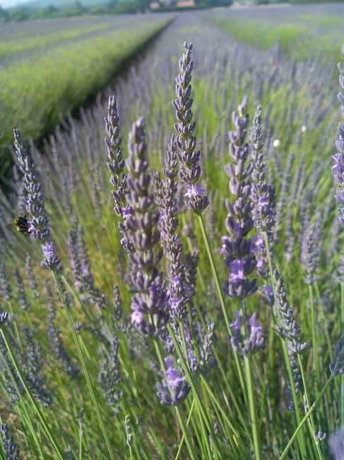 au départ Avignon: half-day lavender tour - Frequently Asked Questions
