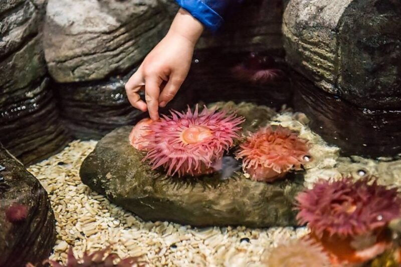 auburn-hills-legoland-and-sea-life-aquarium-combo-ticket