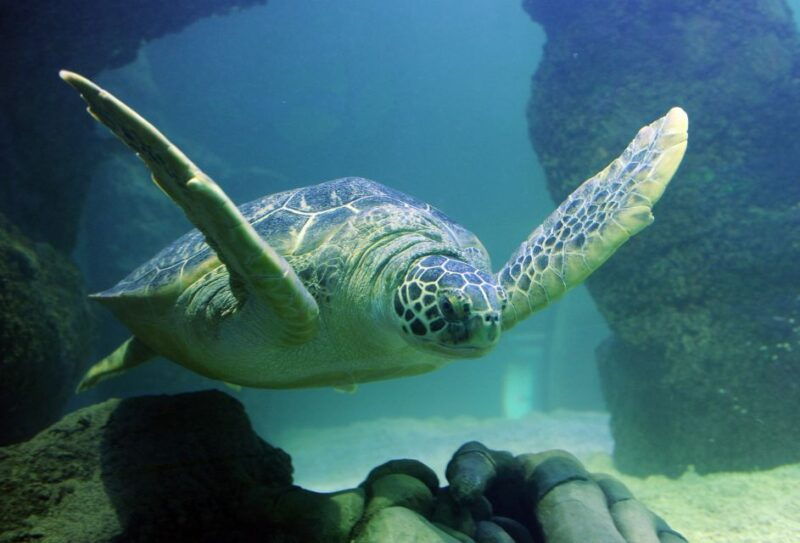 auburn-hills-legoland-and-sea-life-aquarium-combo-ticket