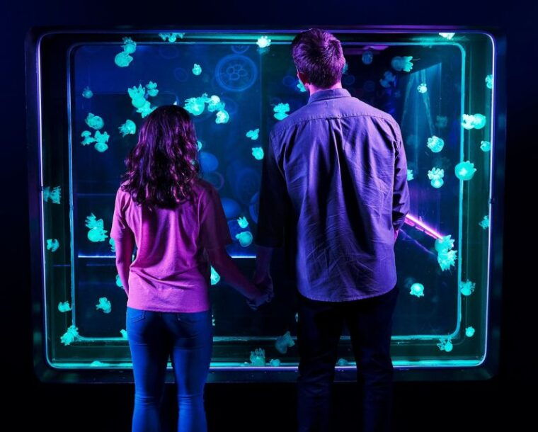 auburn-hills-legoland-and-sea-life-aquarium-combo-ticket