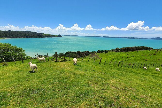 Auckland Airport PRIVATE Transfer to or from Auckland City Hotels - Final Thoughts