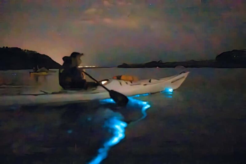 Auckland: Bioluminescence Kayak Tour - What Makes This Tour Special