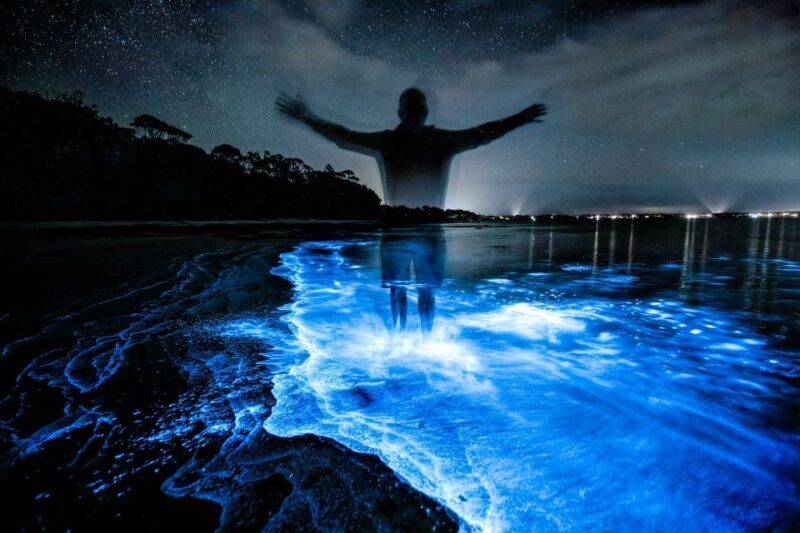 Auckland: Bioluminescence Kayak Tour - The Price and Value