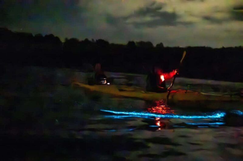 Auckland: Bioluminescence Kayak Tour - Who Should Consider This Tour?
