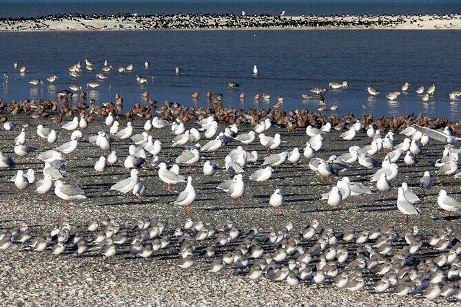 Auckland Birdwatching and Hiking Private Tour - Exploring Auckland’s Natural Wonders: A Deep Dive into the Birdwatching and Hiking Private Tour