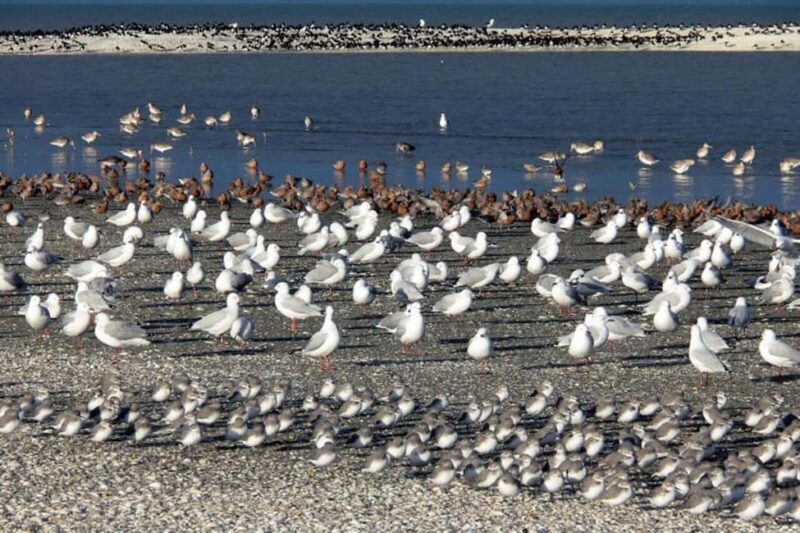 Auckland: Birdwatching, Hiking & Waterfalls Tour - Key Points